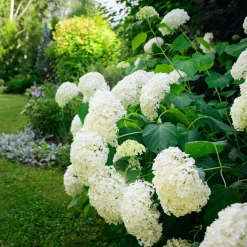 Hortensia 'Annabelle' - Des fleurs blanches XXL