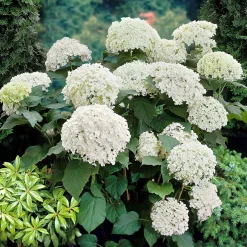 Hortensia 'Annabelle' - Des fleurs blanches XXL