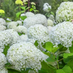 Hortensia 'Annabelle' - Des fleurs blanches XXL