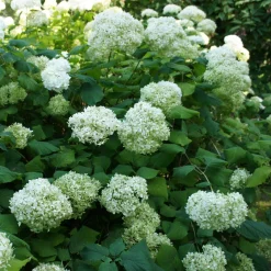 Hortensia 'Annabelle' - Des fleurs blanches XXL