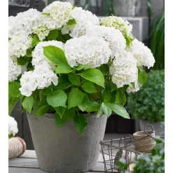 Hortensia blanc - Des fleurs blanches XXL