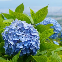 Hortensia bleu - Le bleu qui change tout