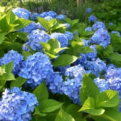 Hortensia bleu - Le bleu qui change tout