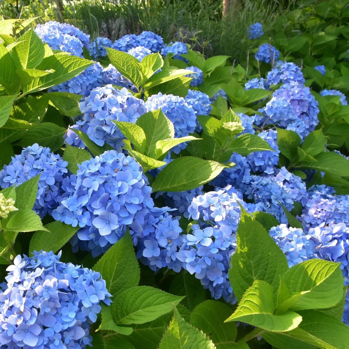 Hortensia bleu - Le bleu qui change tout