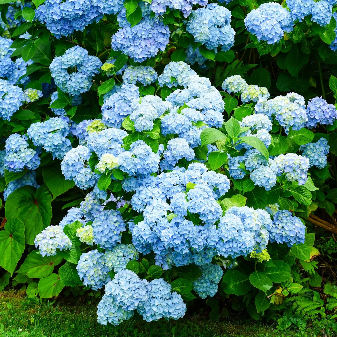 Hortensia bleu - Le bleu qui change tout