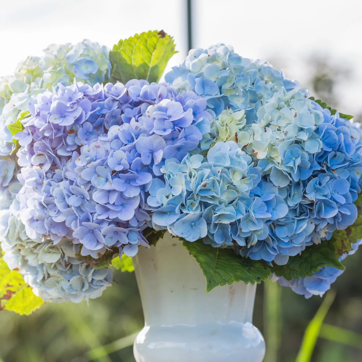 Hortensia bleu - Le bleu qui change tout
