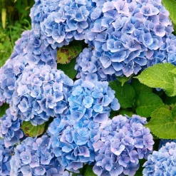 Hortensia bleu - Le bleu qui change tout