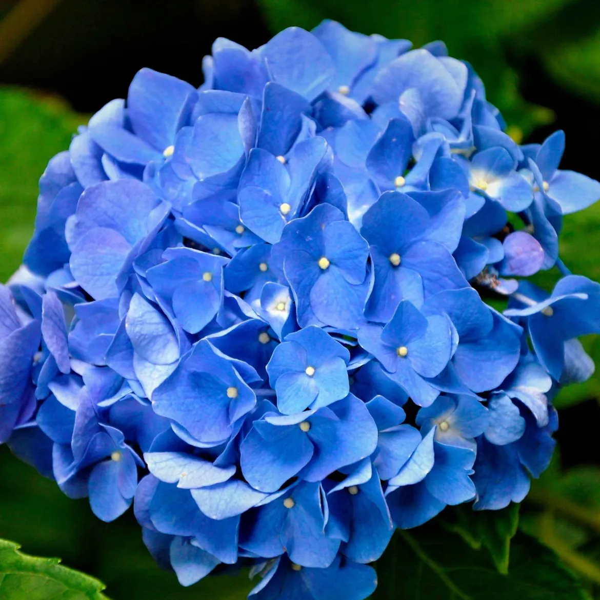 Hortensia bleu - Le bleu qui change tout