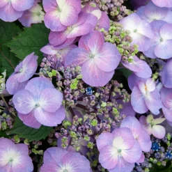 Hortensia Blueberry Cheesecake - Le bleu gourmand du jardin