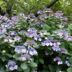 Hortensia Blueberry Cheesecake - Le bleu gourmand du jardin