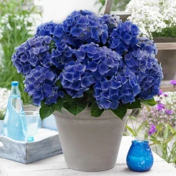 Hortensia 'Blue Boogie Woogie'® - Le bleu qui change tout