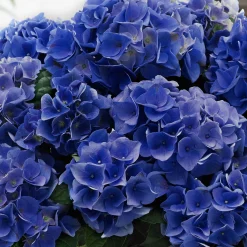 Hortensia 'Blue Boogie Woogie'® - Le bleu qui change tout