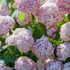 Hortensia Candy Bell Bubblegum ® - Des fleurs roses spectaculaires