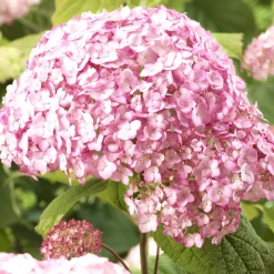Hortensia Candy Bell Bubblegum ® - Des fleurs roses spectaculaires