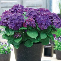 Hortensia 'Deep Purple Dance' - Le violet le plus intense