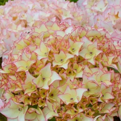Hortensia Dolce ® France - Des fleurs XXL tout l'été
