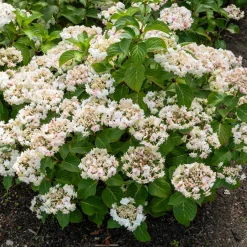 Hortensia Doppio Bianco - Des fleurs doubles éclatantes