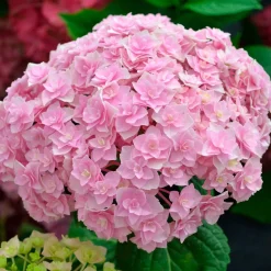 Hortensia 'Doppio Nuvola' - Des fleurs doubles comme un nuage