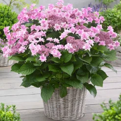 Hortensia 'Doppio Rosa' - Des fleurs doubles roses