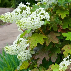Hortensia à feuilles de chêne - Deux saisons de spectacle