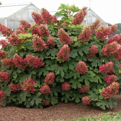 Hortensia à feuilles de chêne 'Ruby Slippers'® - Fleurs qui rougissent en été