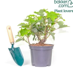 Hortensia à feuilles de chêne 'Ruby Slippers'® - Fleurs qui rougissent en été
