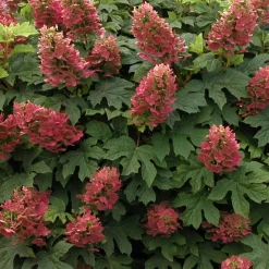 Hortensia à feuilles de chêne 'Ruby Slippers'® - Fleurs qui rougissent en été