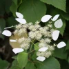 Hortensia grimpant Brookside Little Leaf - Schizophragma - Un mur fleuri sans effort