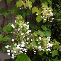 Hortensia grimpant Brookside Little Leaf - Schizophragma - Un mur fleuri sans effort