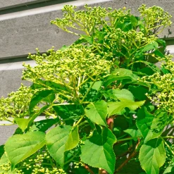 Hortensia grimpant Crug Coral - Un mur fleuri sans effort