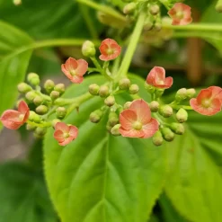 Hortensia grimpant Crug Coral - Un mur fleuri sans effort