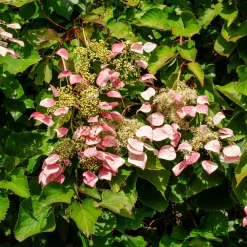 Hortensia grimpant du Japon Roseum - Schizophragma - Un mur fleuri sans effort