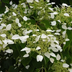 Hortensia grimpant du Japon - Un mur fleuri sans effort