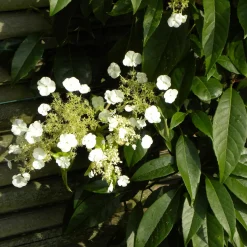 Hortensia grimpant et persistant - Un mur vert toute l'année