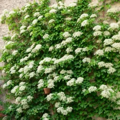 Hortensia grimpant - Un mur fleuri sans effort