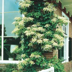 Hortensia grimpant - Un mur fleuri sans effort