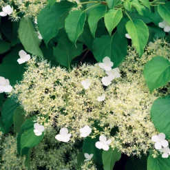 Hortensia grimpant - Un mur fleuri sans effort