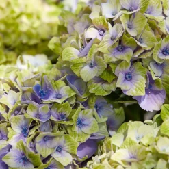 Hortensia 'Jewel' - Des fleurs bleues sans effort