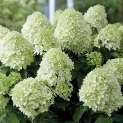 Hortensia 'Little Spooky' - Petit par la taille, grand effet