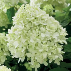 Hortensia 'Little Spooky' - Petit par la taille, grand effet