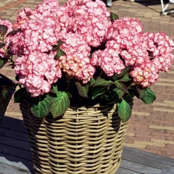 Hortensia 'Miss Saori' - La fleur bicolore qui épate