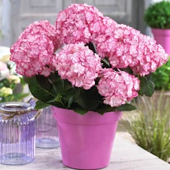 Hortensia 'Miss Saori' - La fleur bicolore qui épate