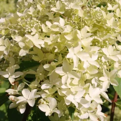 Hortensia paniculé Dentelle de Gorron ® - Une floraison nuage tout l'été