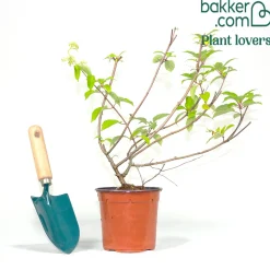 Hortensia paniculé Dentelle de Gorron ® - Une floraison nuage tout l'été