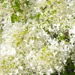 Hortensia paniculé Dentelle de Gorron ® - Une floraison nuage tout l'été