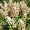 Hortensia paniculé Dolly - Un nuage de fleurs tout l'été