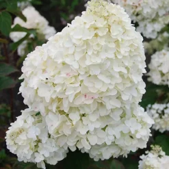 Hortensia paniculé Dolly - Un nuage de fleurs tout l'été
