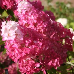 Hortensia paniculé Fraise Melba® Renba - Blanc puis rose flamboyant