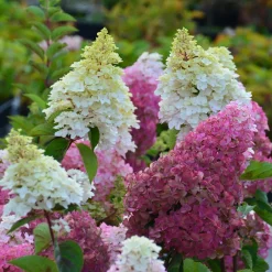 Hortensia paniculé Fraise Melba® Renba - Blanc puis rose flamboyant