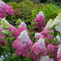 Hortensia paniculé Fraise Melba® Renba - Blanc puis rose flamboyant